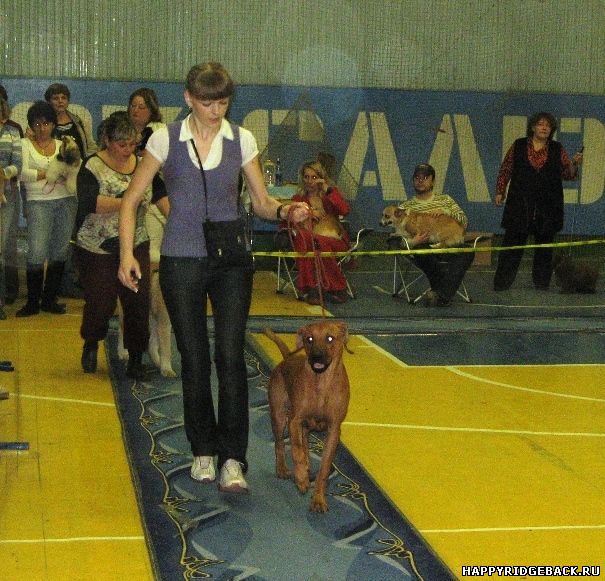 Всероссийская выставка собак 2010
