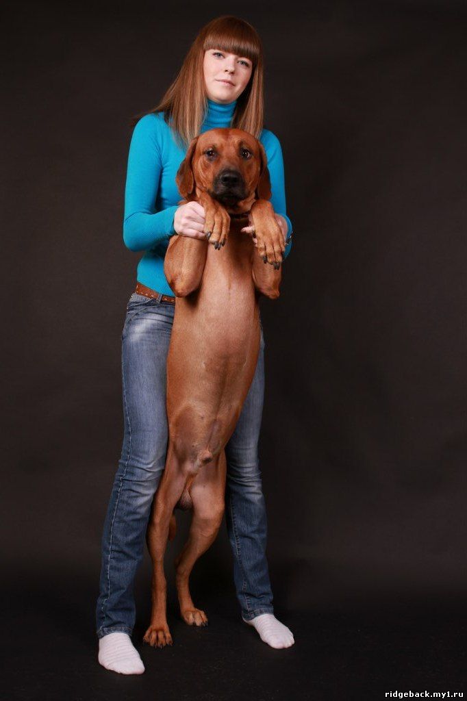 Gardian - Rhodesian  Ridgeback (13)