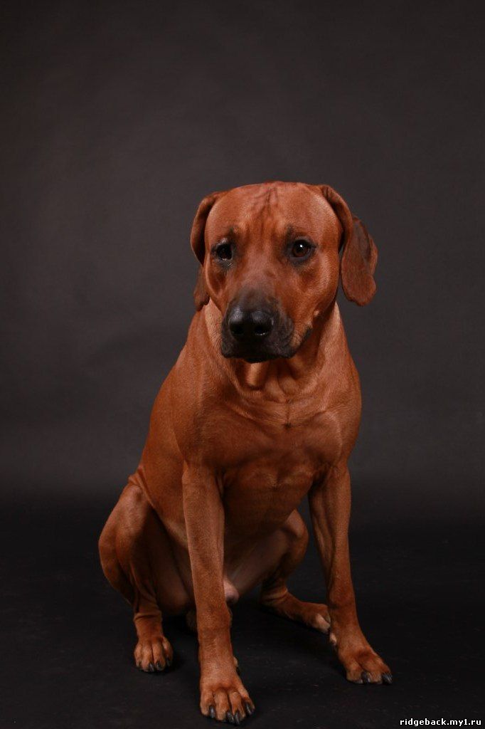 Gardian - Rhodesian  Ridgeback (40)