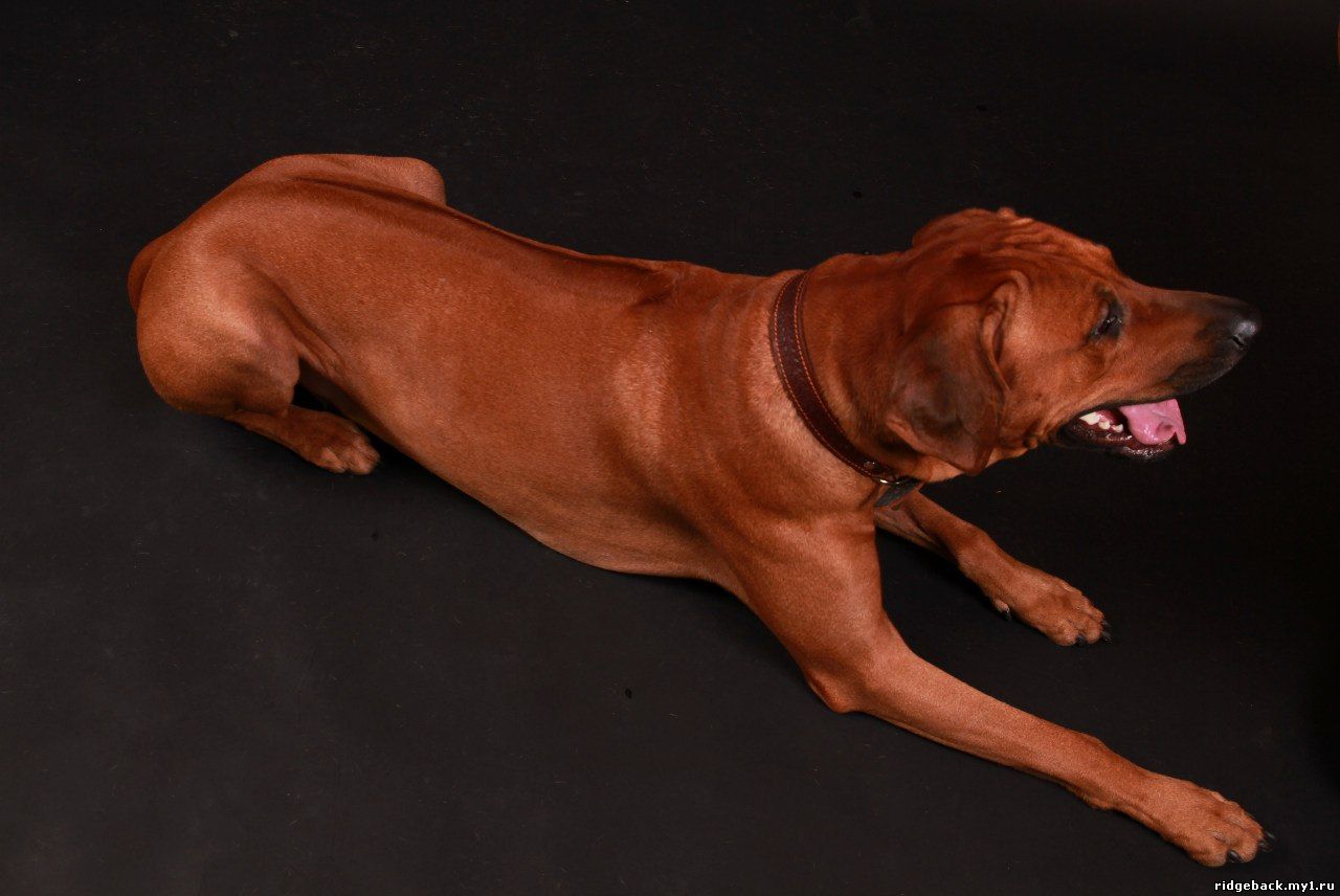 Gardian - Rhodesian  Ridgeback (12)