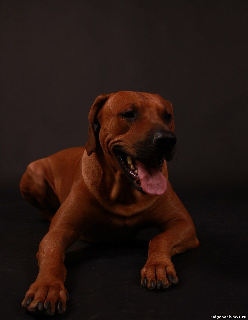 Gardian - Rhodesian  Ridgeback (32)