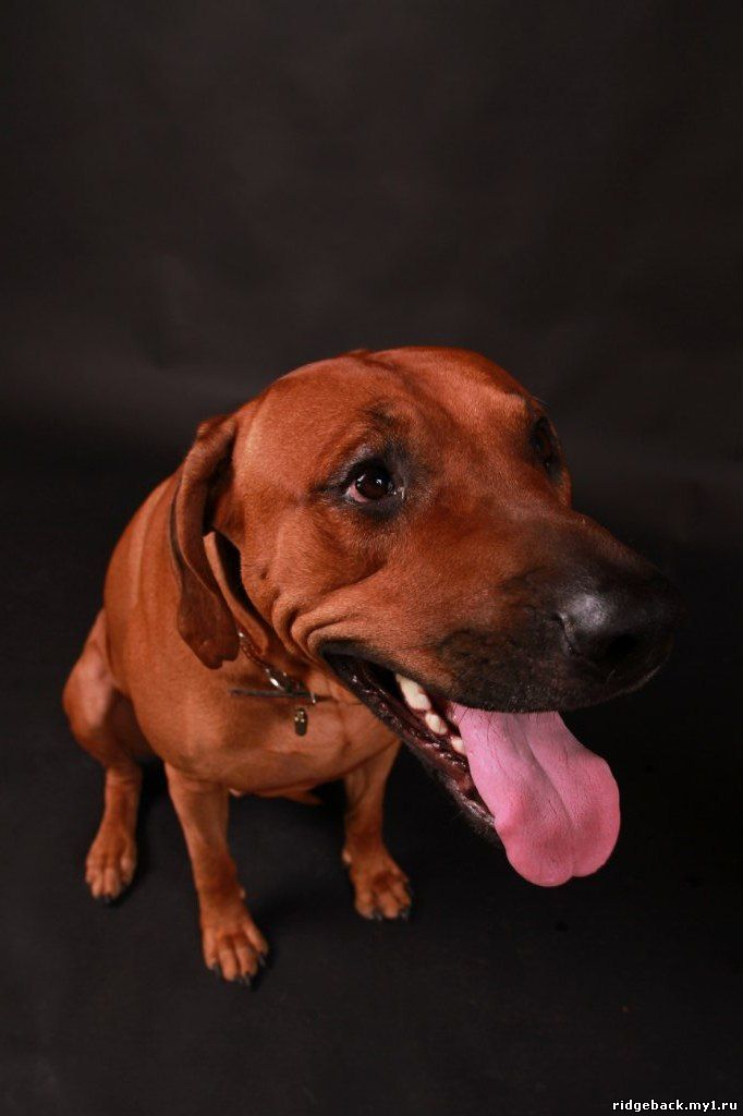 Gardian - Rhodesian  Ridgeback (44)