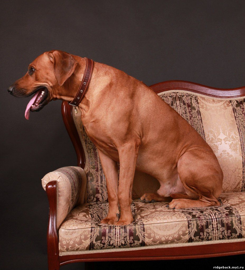 Gardian - Rhodesian  Ridgeback (43)