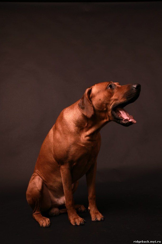 Gardian - Rhodesian  Ridgeback (29)