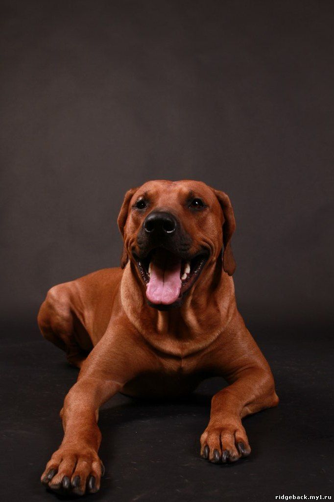 Gardian - Rhodesian  Ridgeback (42)