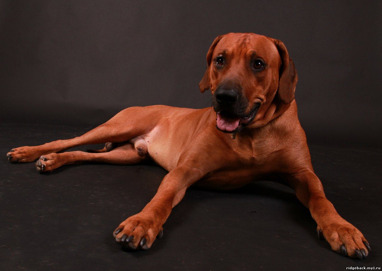 Gardian - Rhodesian  Ridgeback (47)