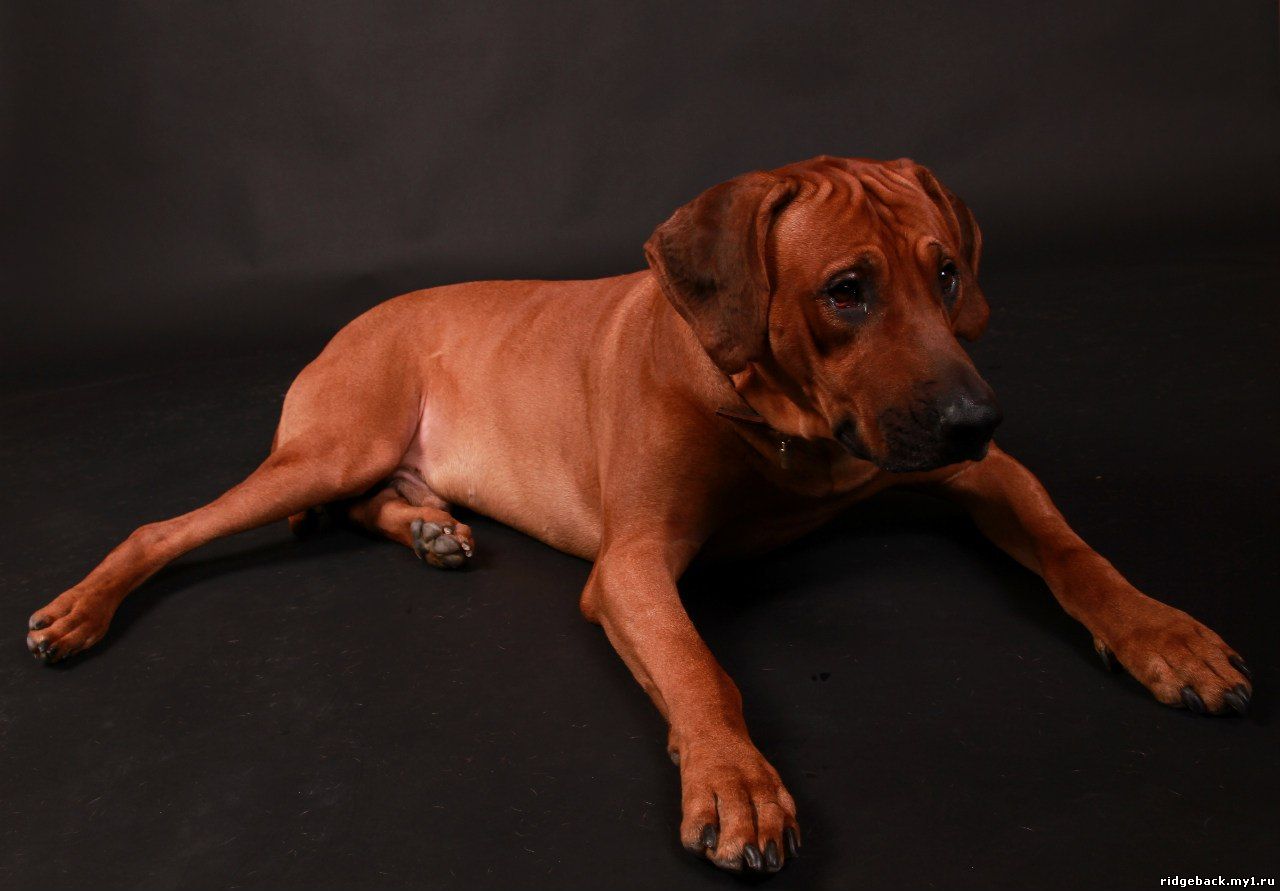 Gardian - Rhodesian  Ridgeback (18)