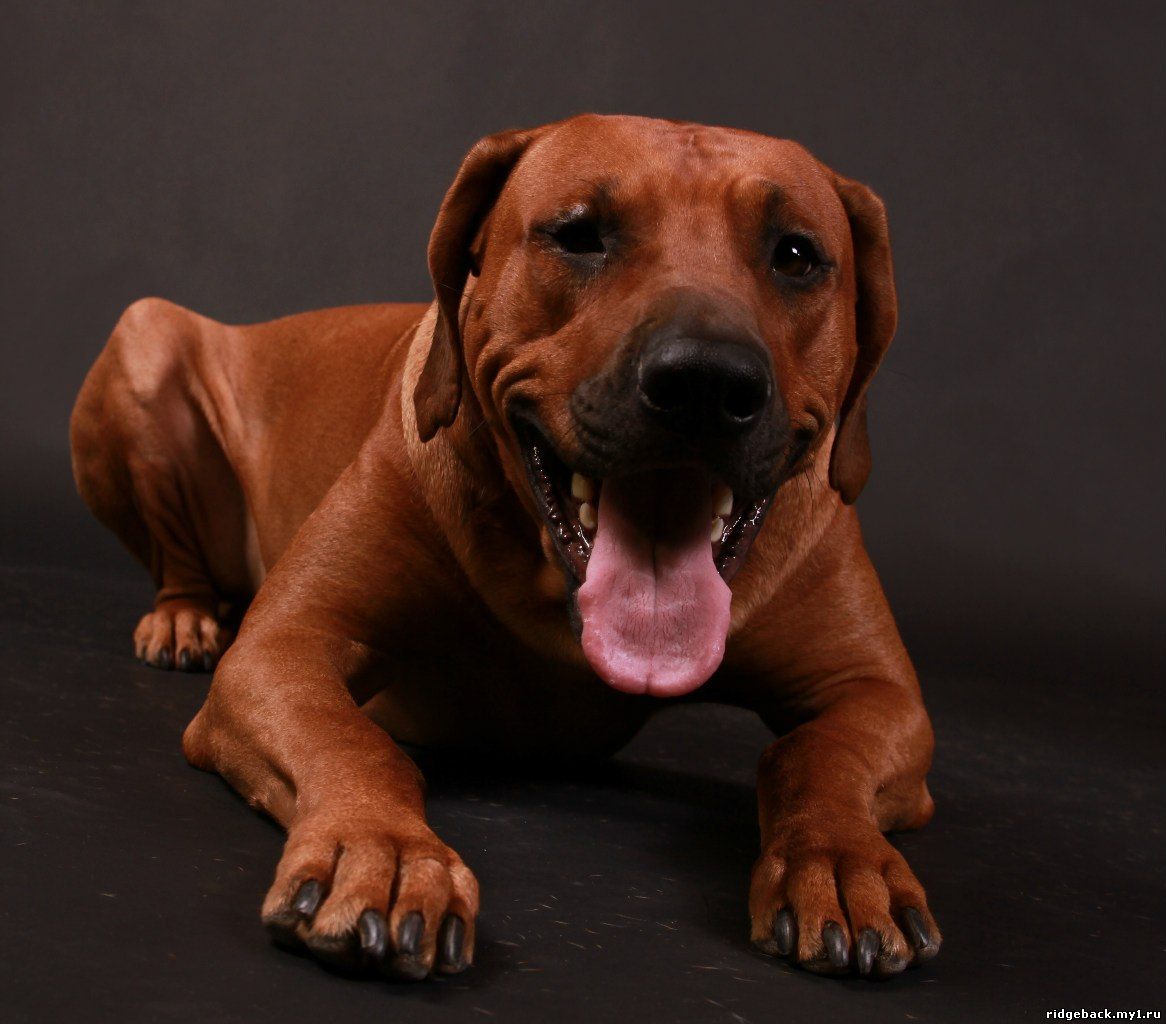 Gardian - Rhodesian  Ridgeback (16)