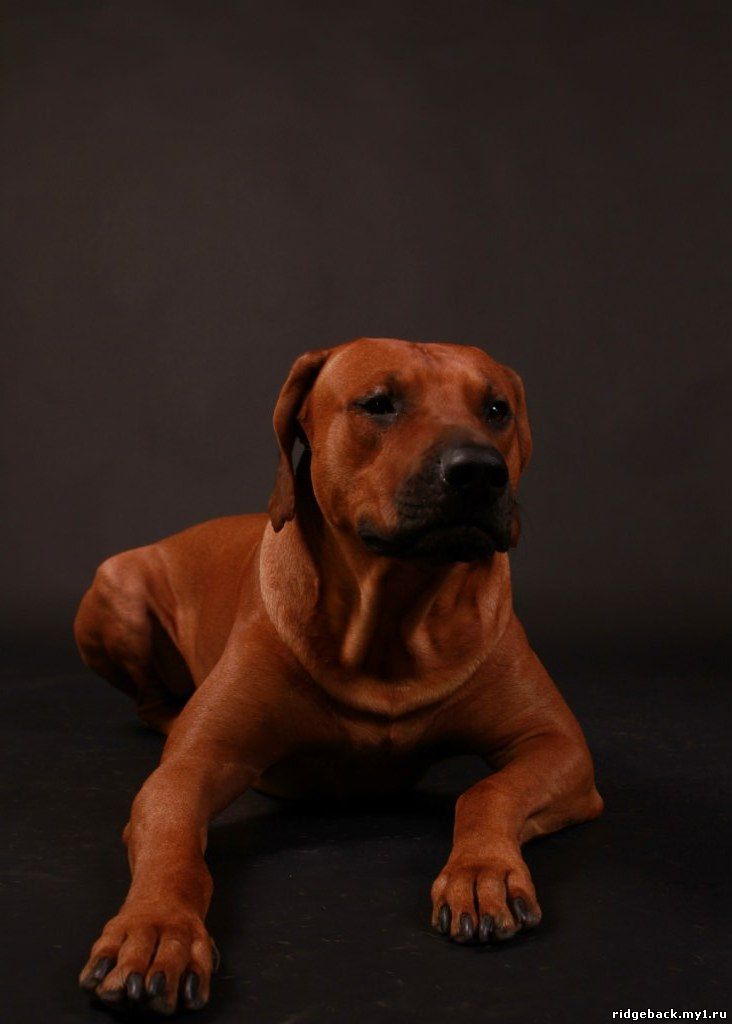 Gardian - Rhodesian  Ridgeback (4)