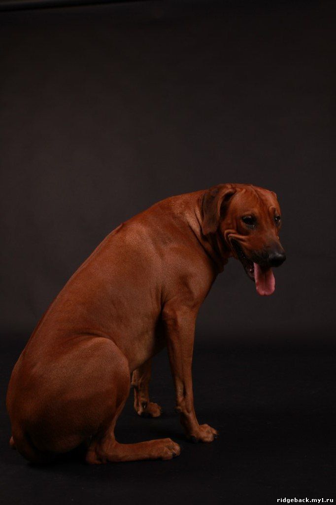 Gardian - Rhodesian  Ridgeback (3)