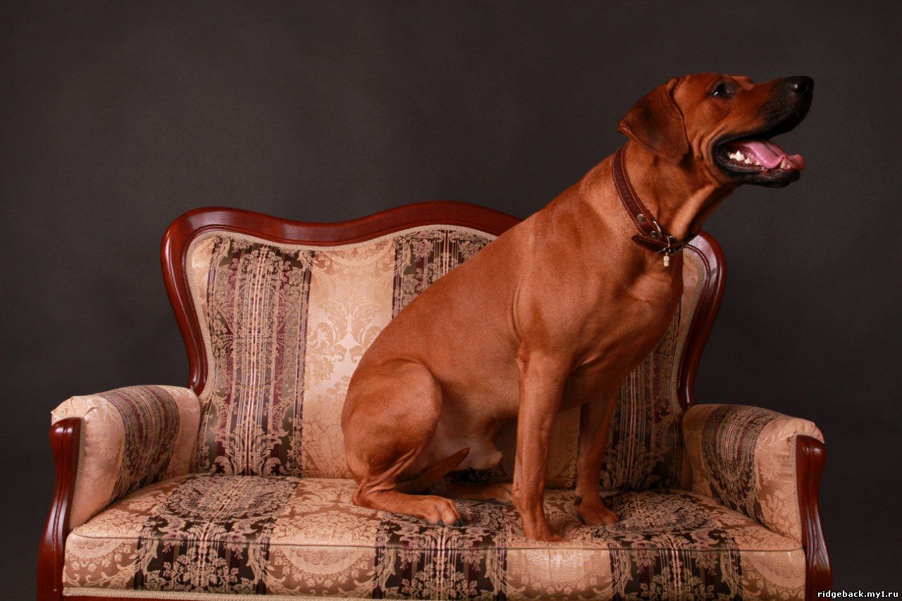 Gardian - Rhodesian  Ridgeback (41)