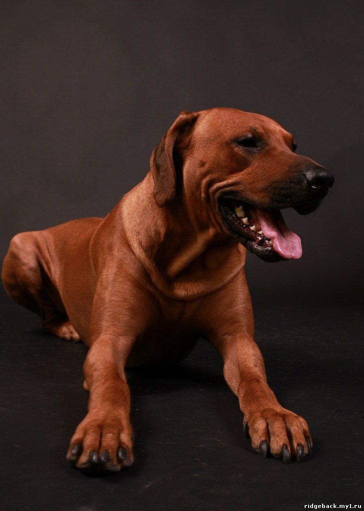 Gardian - Rhodesian  Ridgeback (48)